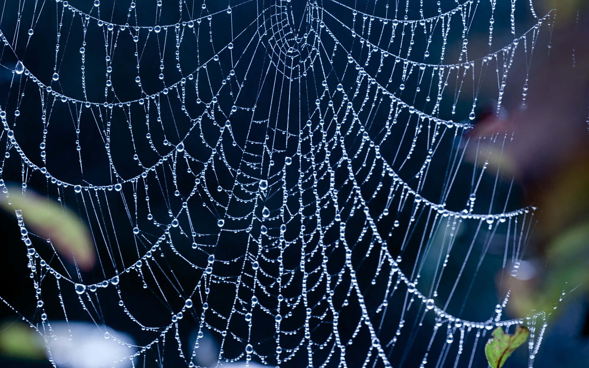 Dewy Spider Web Morning Background