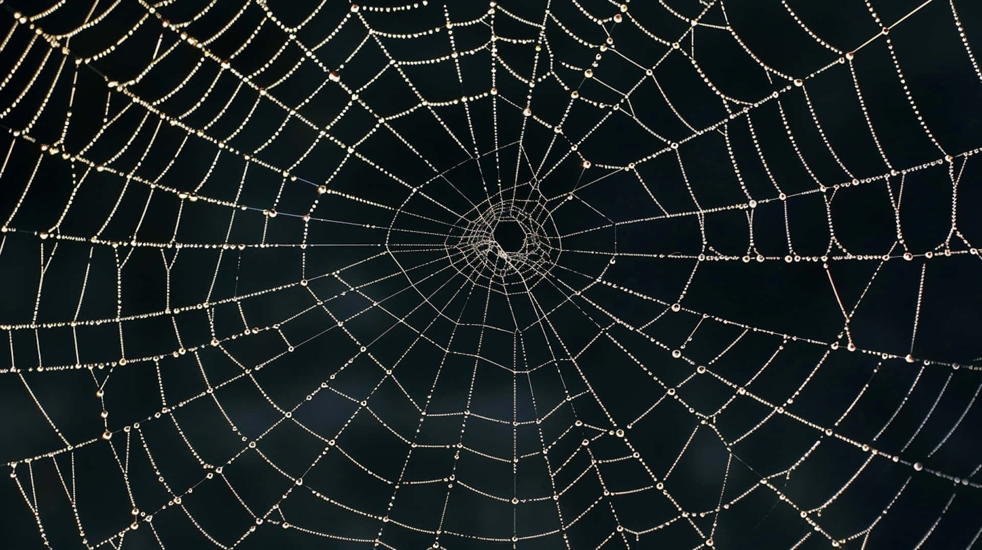 Dewy Spider Web Morning Background