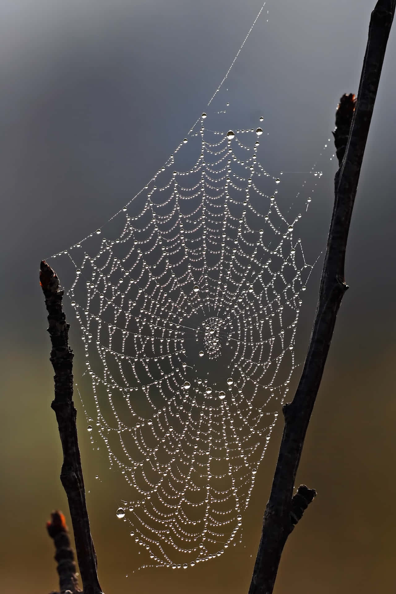 Dewy Spider Web Morning Background