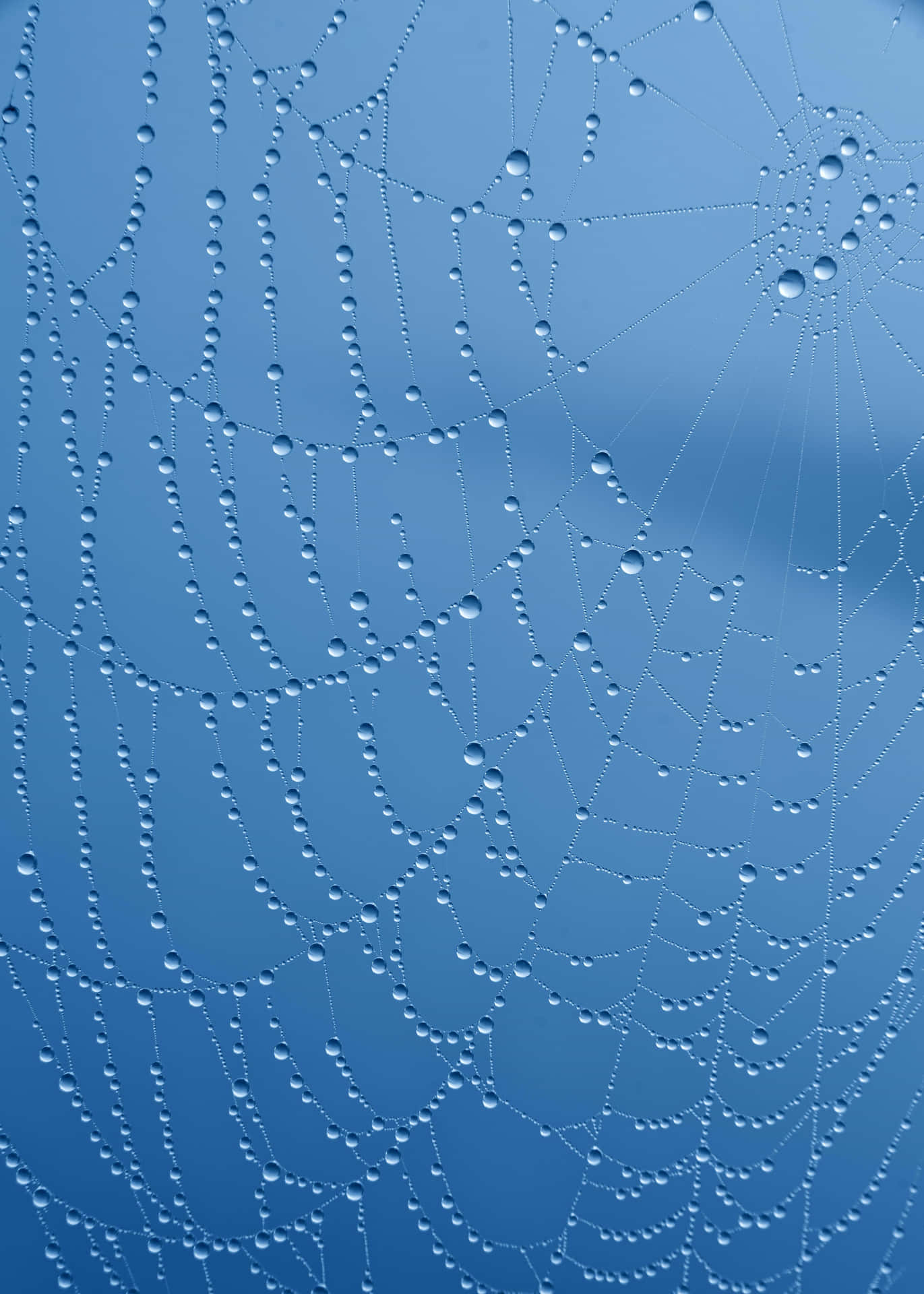 Dewy Spider Web Morning Background