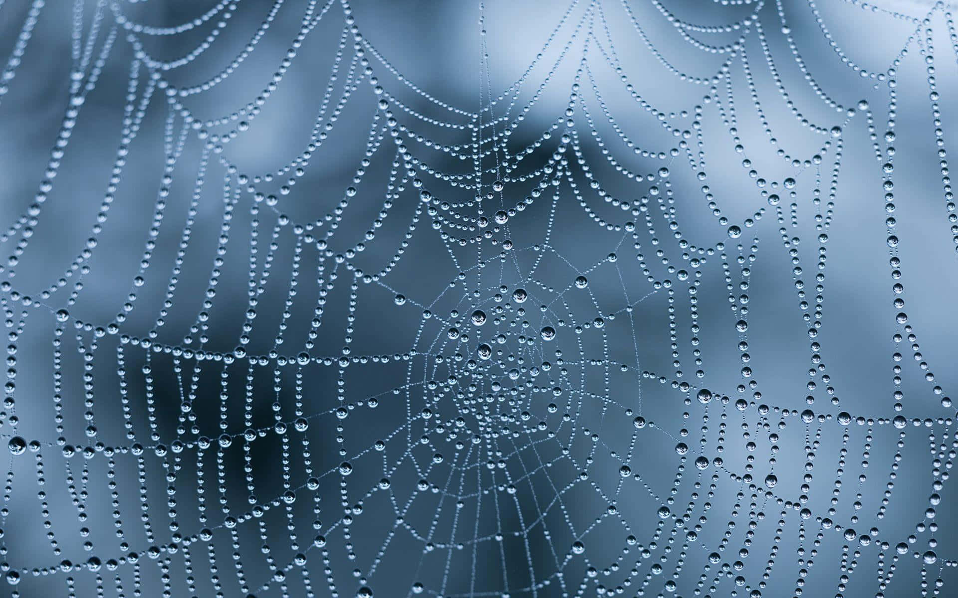 Dewy Spider Web Morning Background