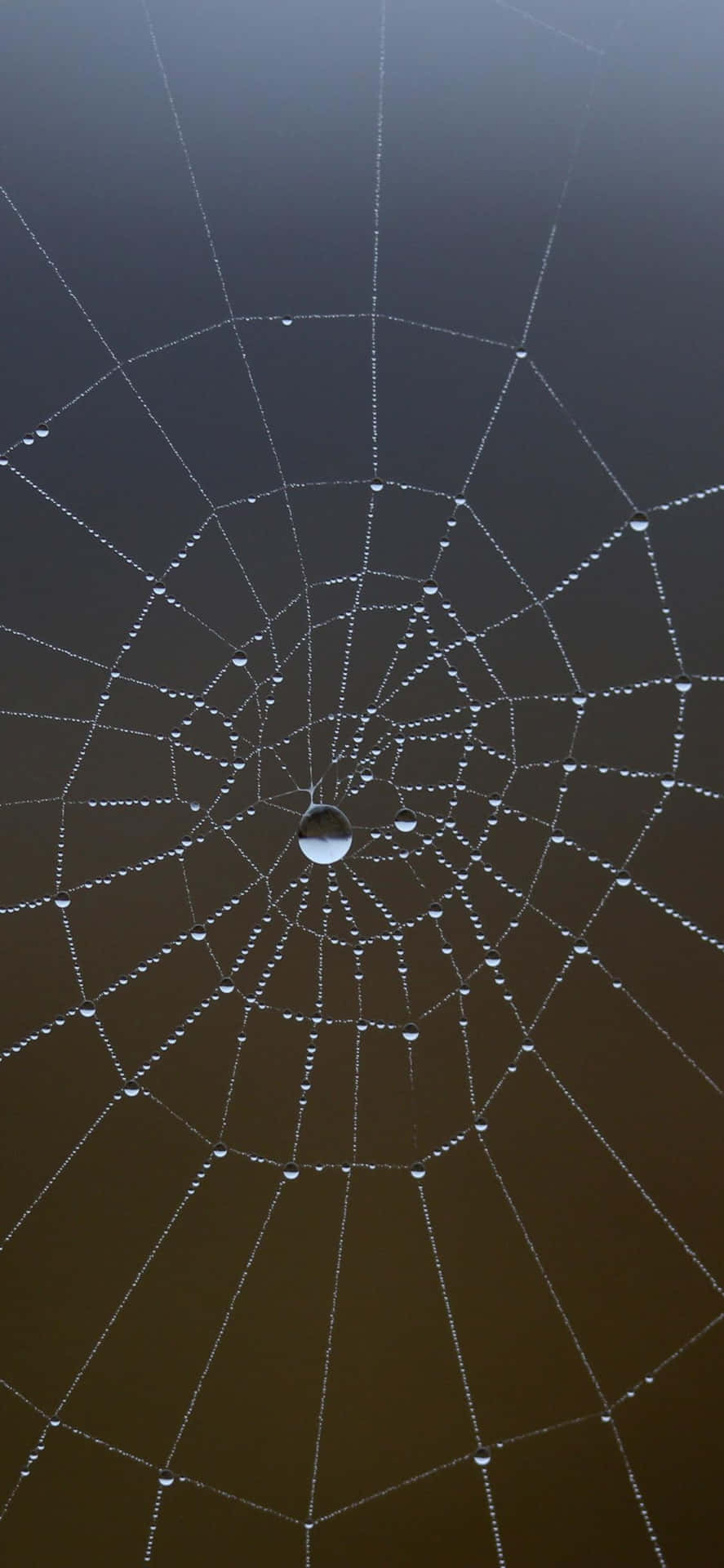 Dewy Spider Web Morning Background