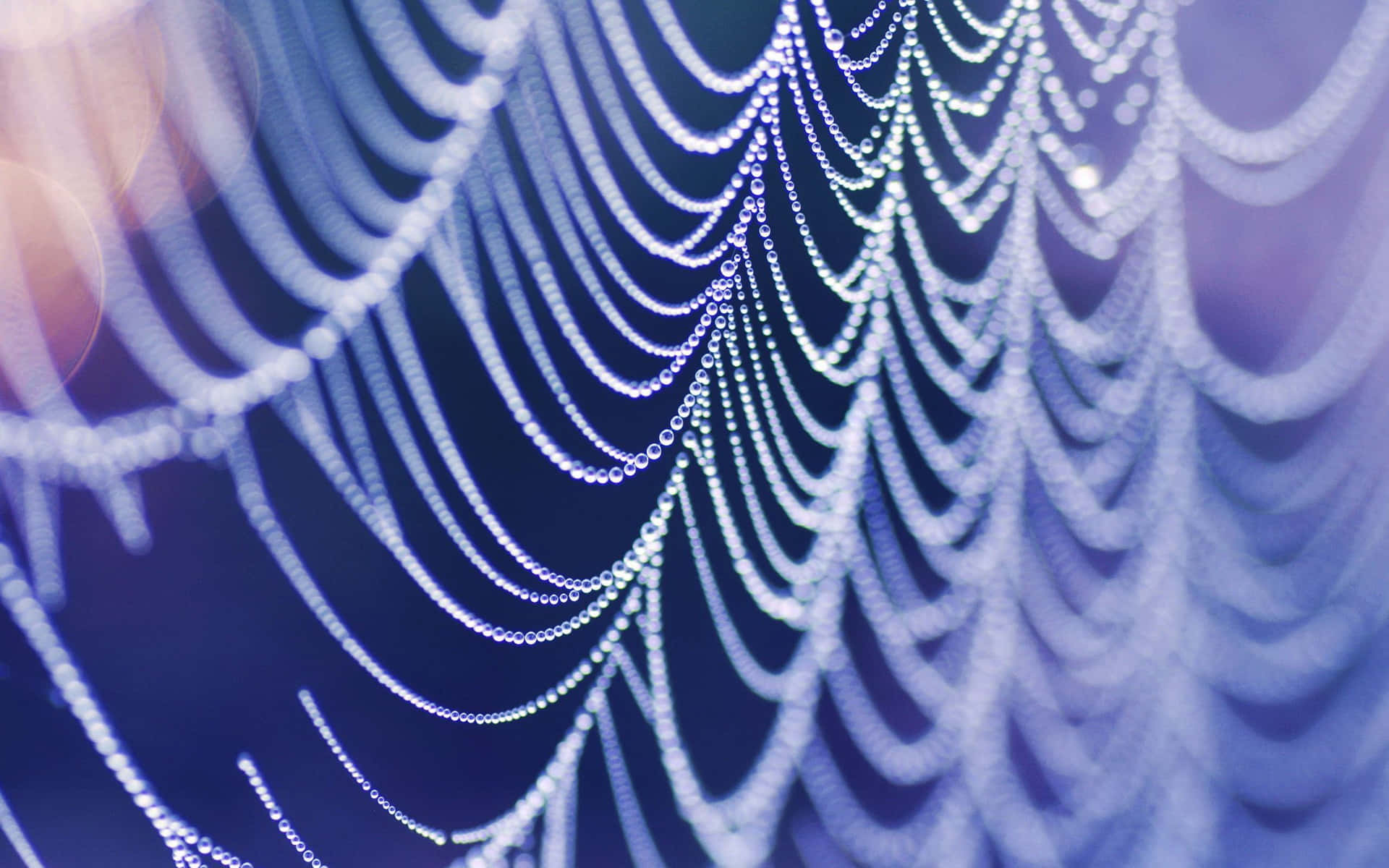 Dewy Spider Web Morning Light Background