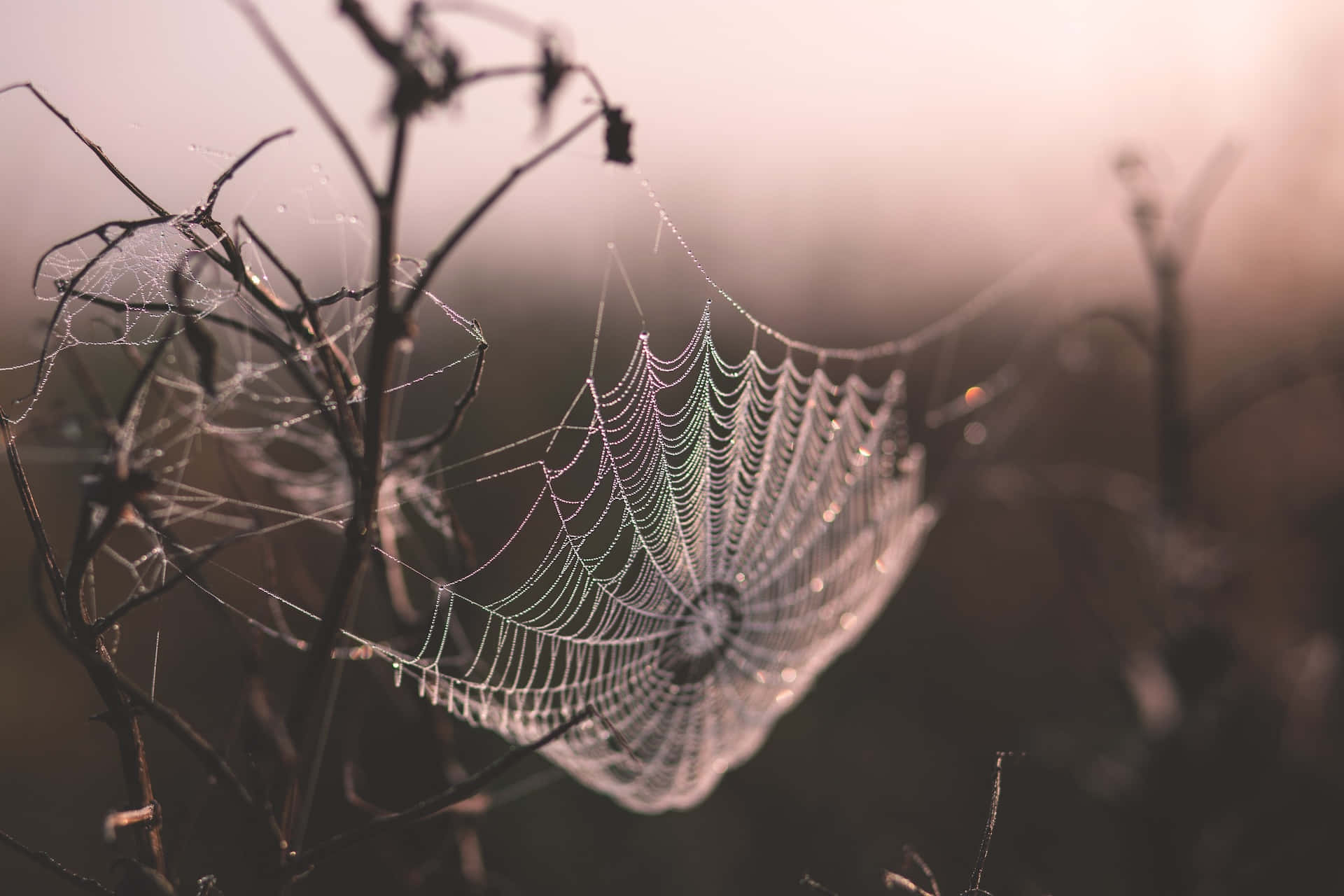 Dewy Spider Web Morning Light Background