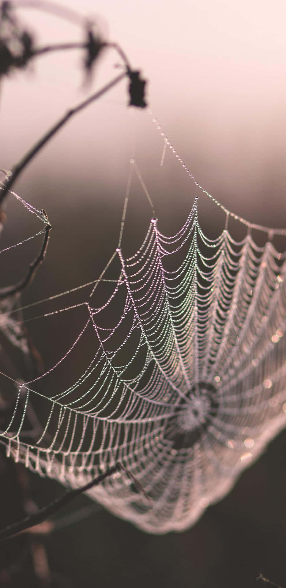 Dewy Spider Web Morning Light Background