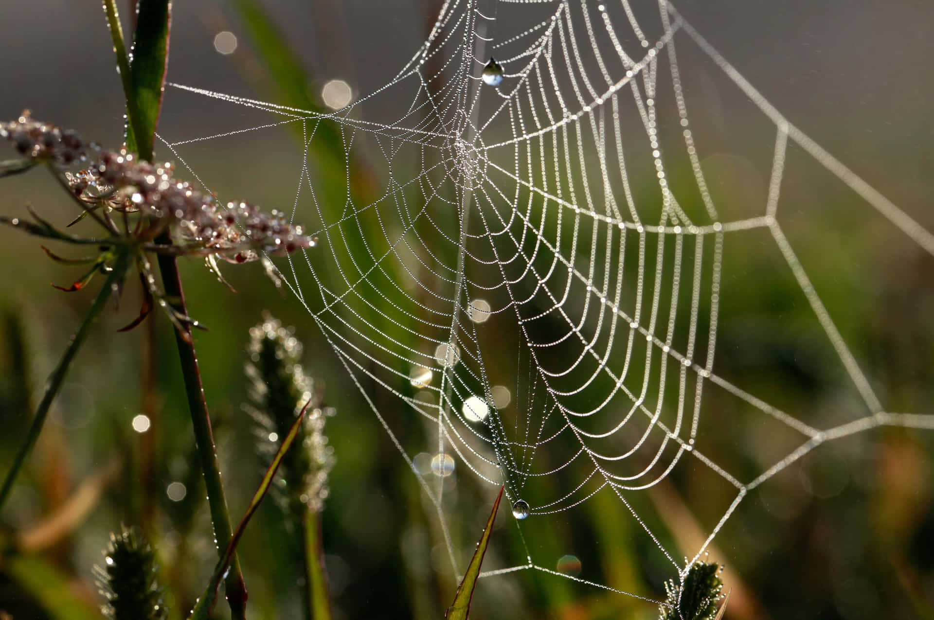 Dewy Spider Web Morning Light.jpg Background