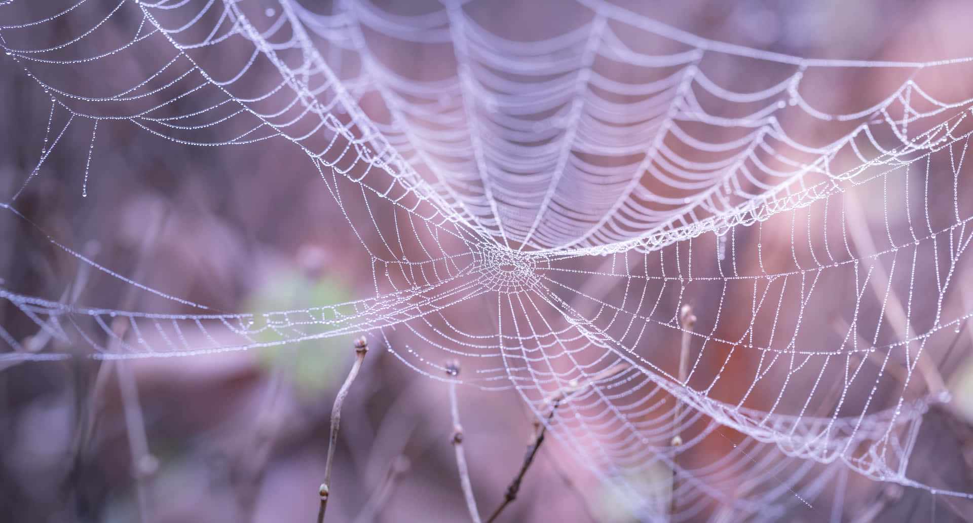 Dewy Spider Web Morning Light Background