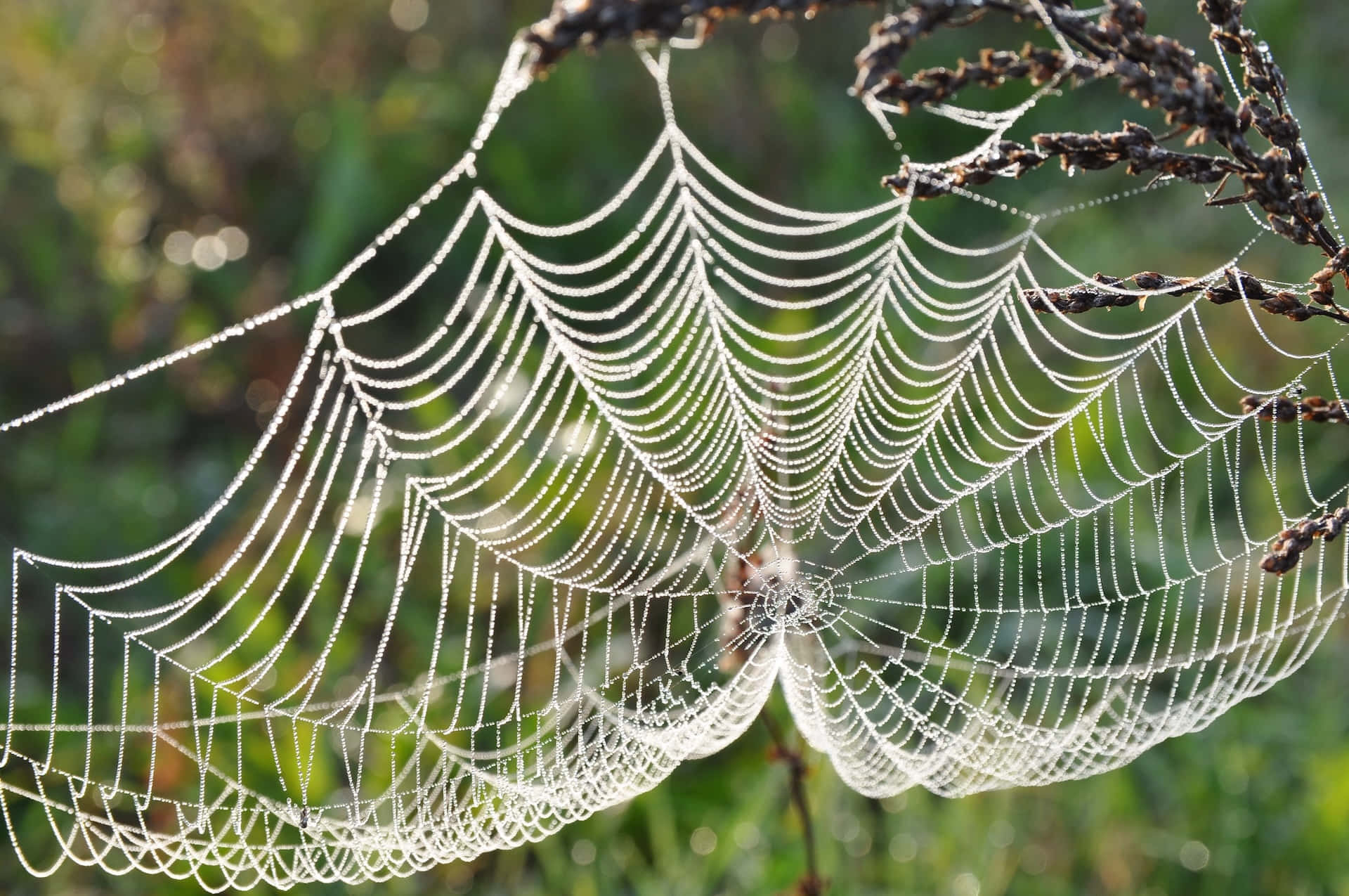 Dewy Spider Web Morning Light Background
