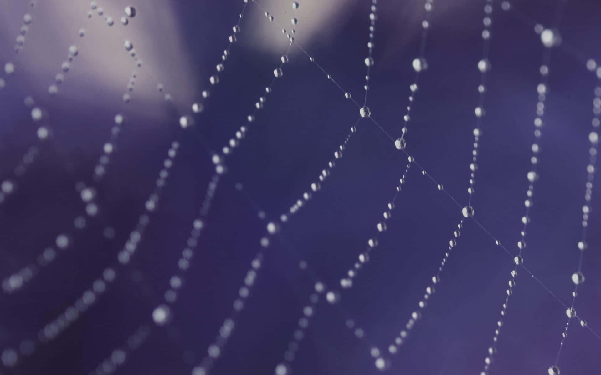 Dewy Spider Web Morning