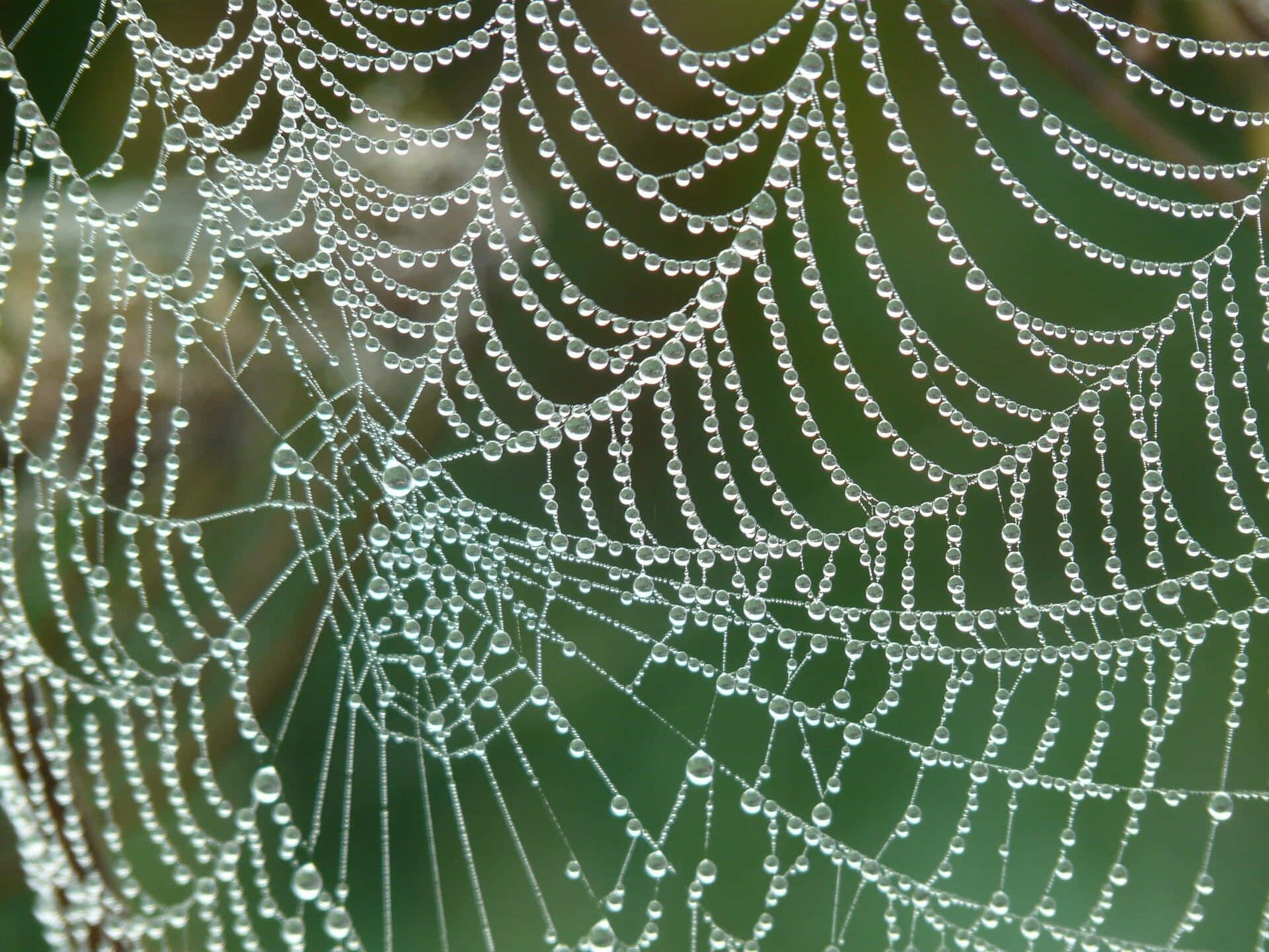Dewy Spider Web Morning Background