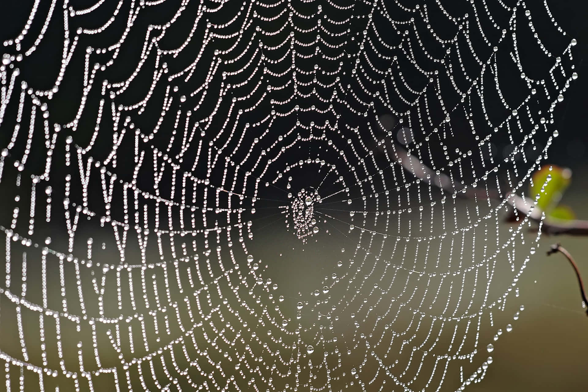 Dewy Spider Web Morning Background