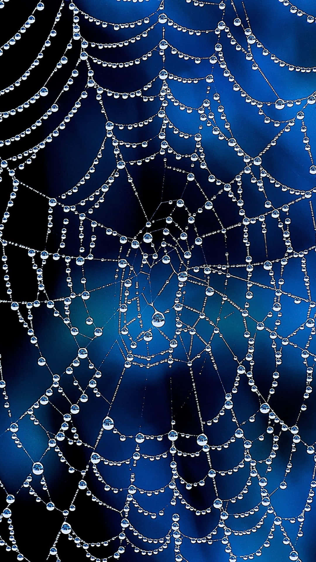 Dewy Spider Web Morning Background