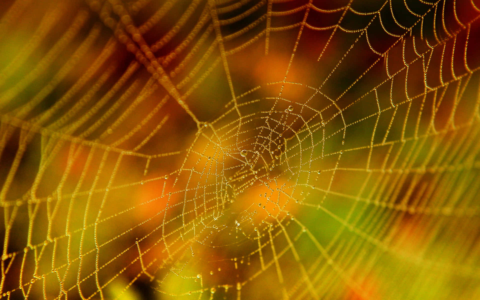 Dewy Spider Web Nature Background