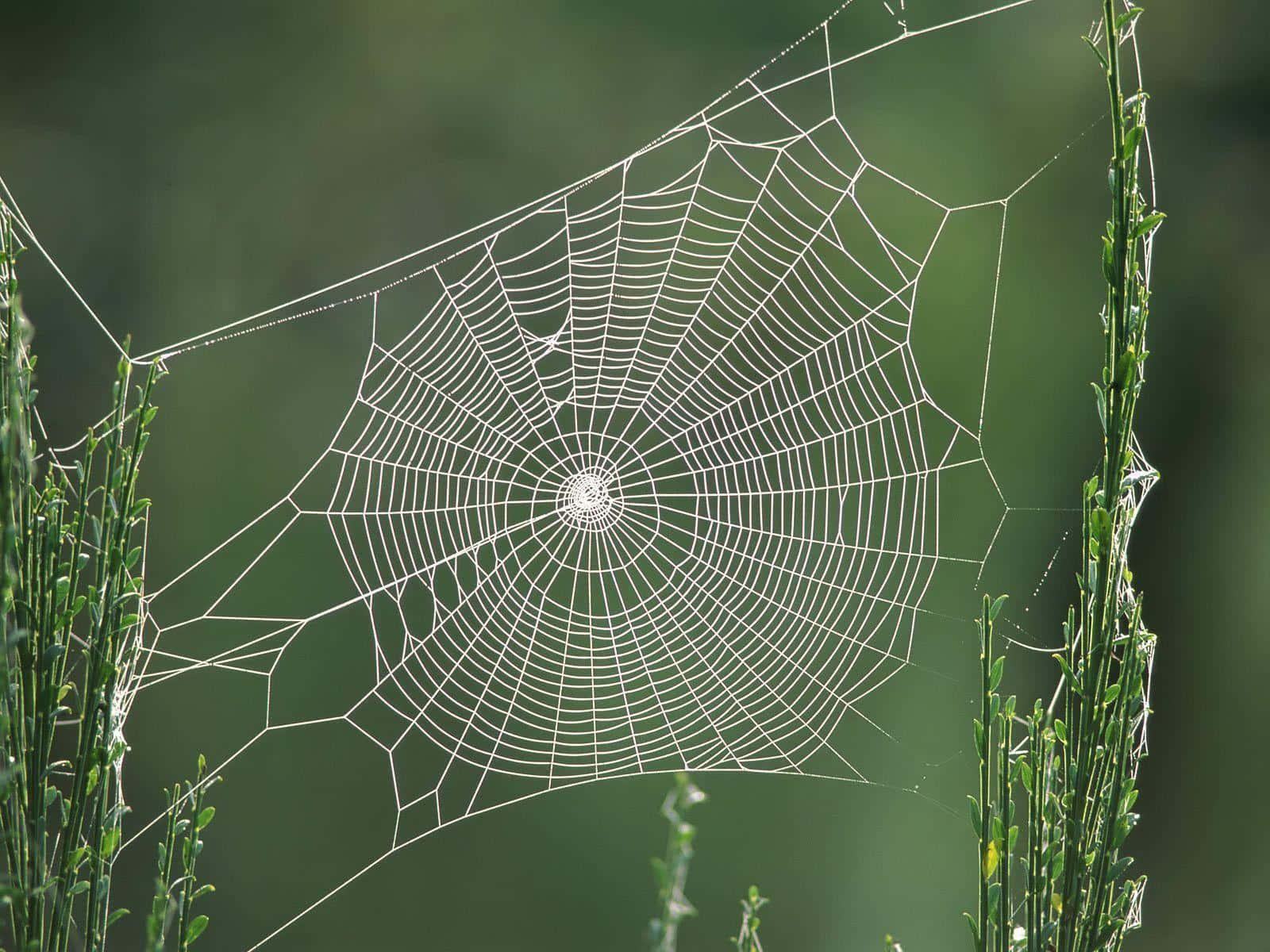 Dewy Spider Web Nature Background