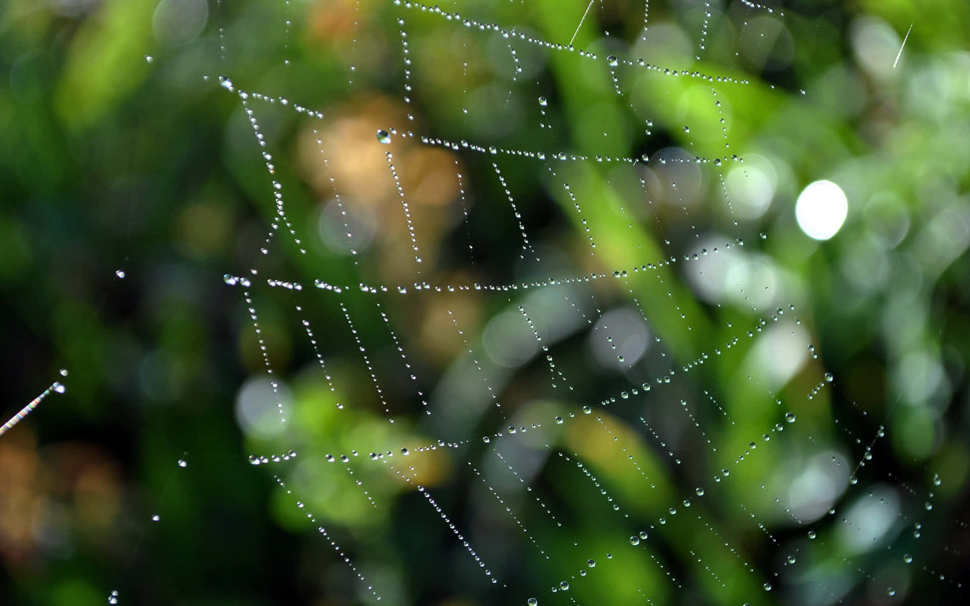 Dewy Spider Web Nature Background