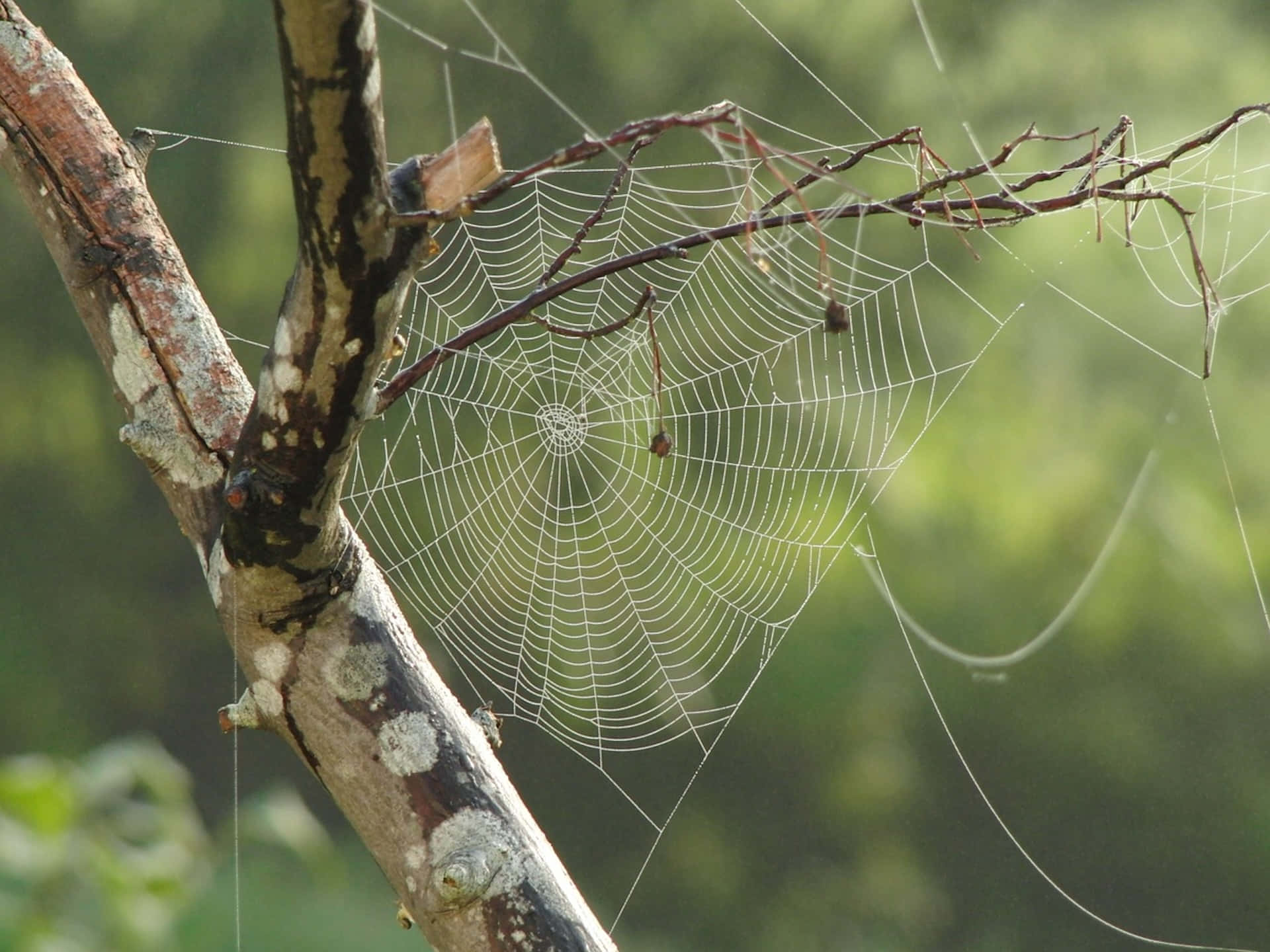 Dewy Spider Web Nature Scene Background