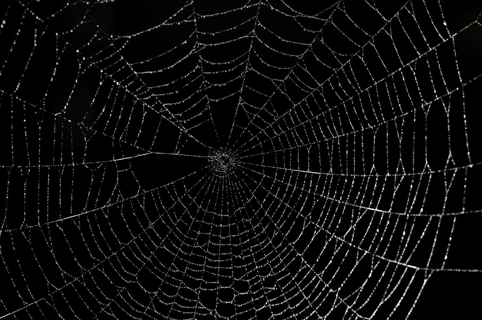 Dewy Spider Web Night Background