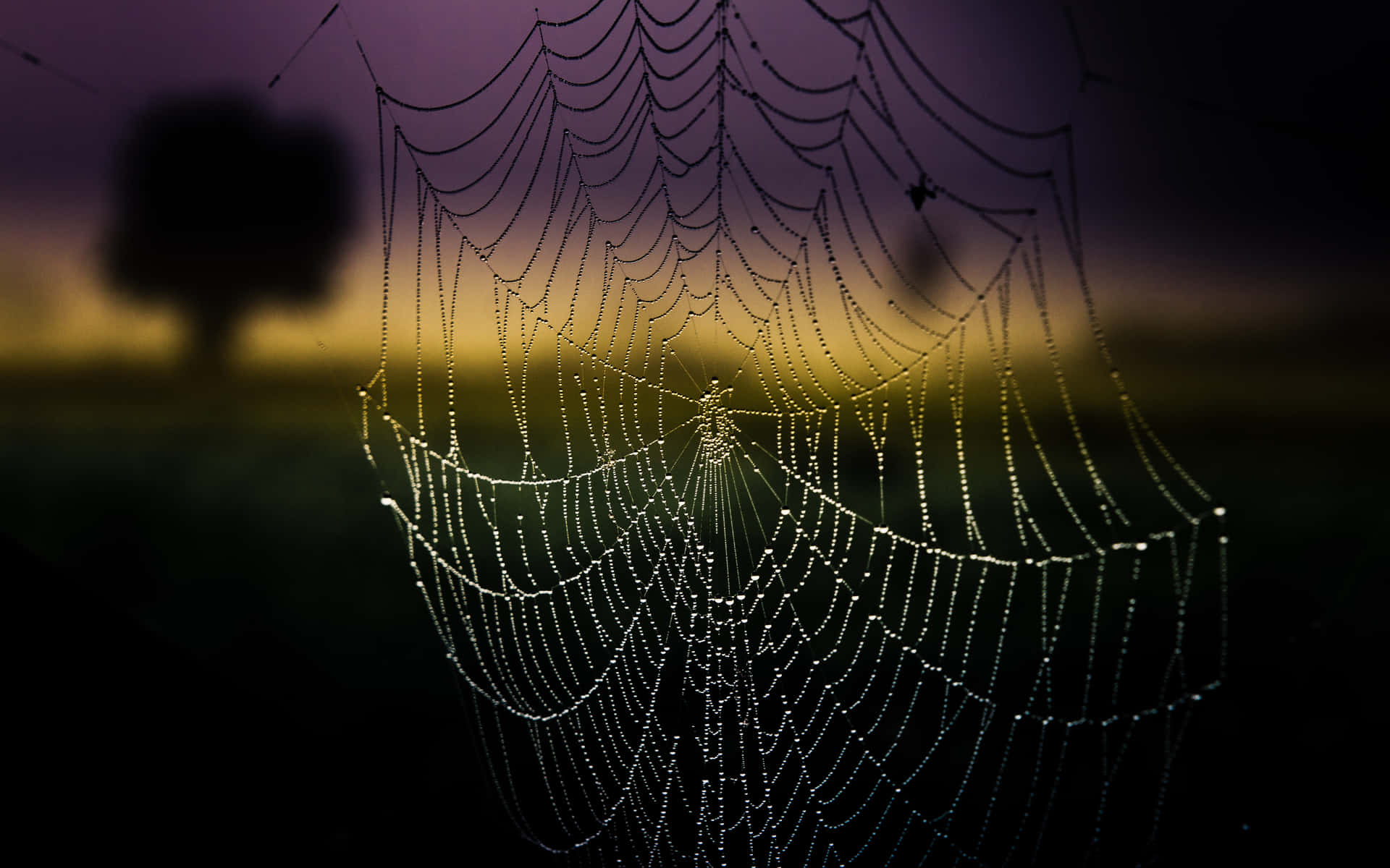 Dewy Spider Webat Dawn.jpg