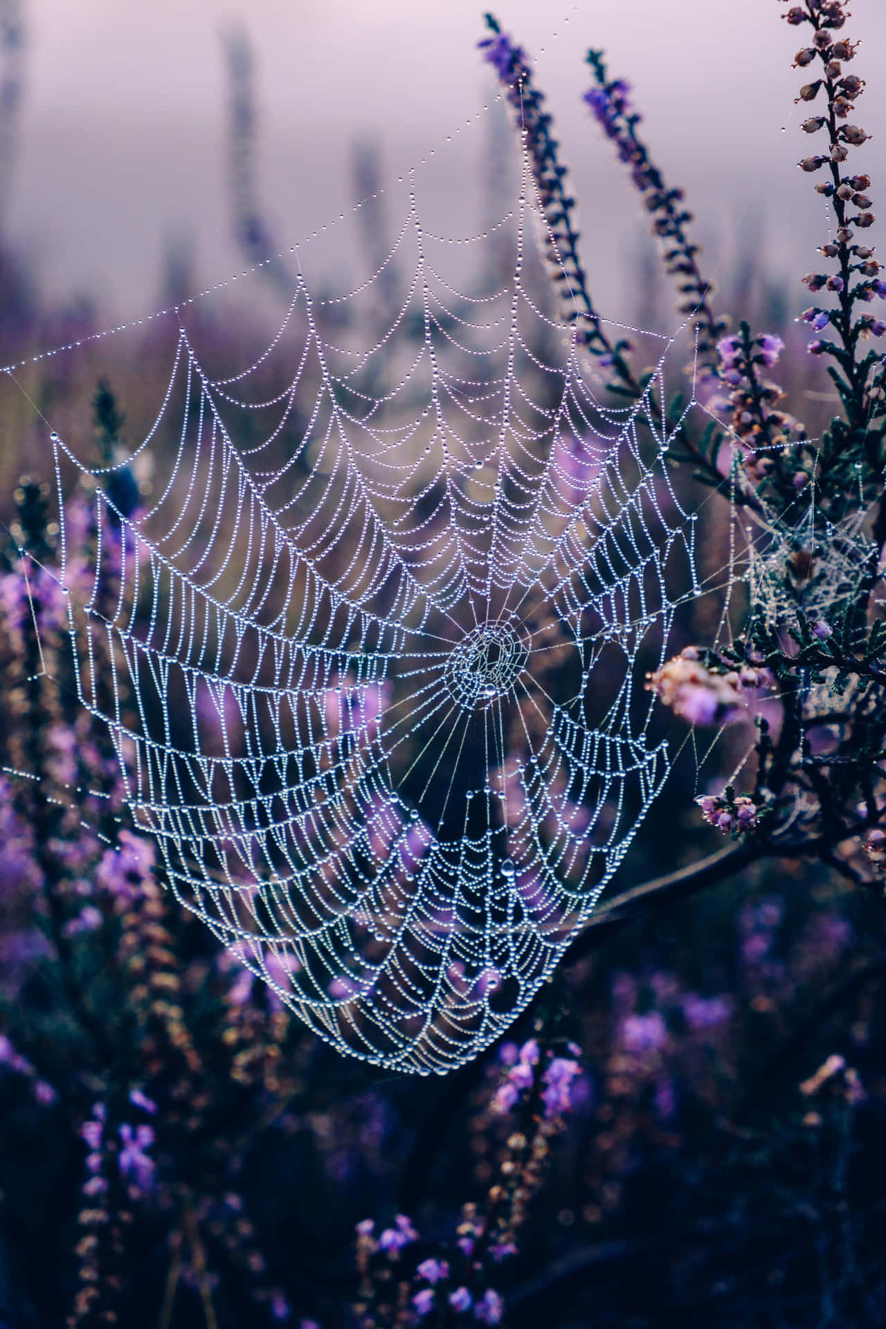 Dewy Spider Webin Morning Light Background