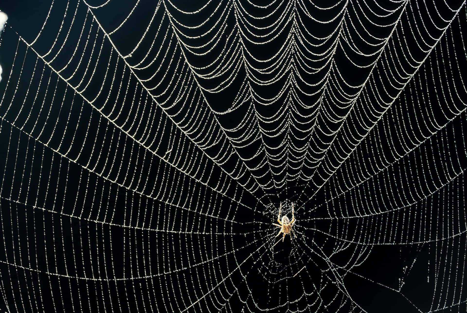 Dewy Spider Webwith Spider Center Background