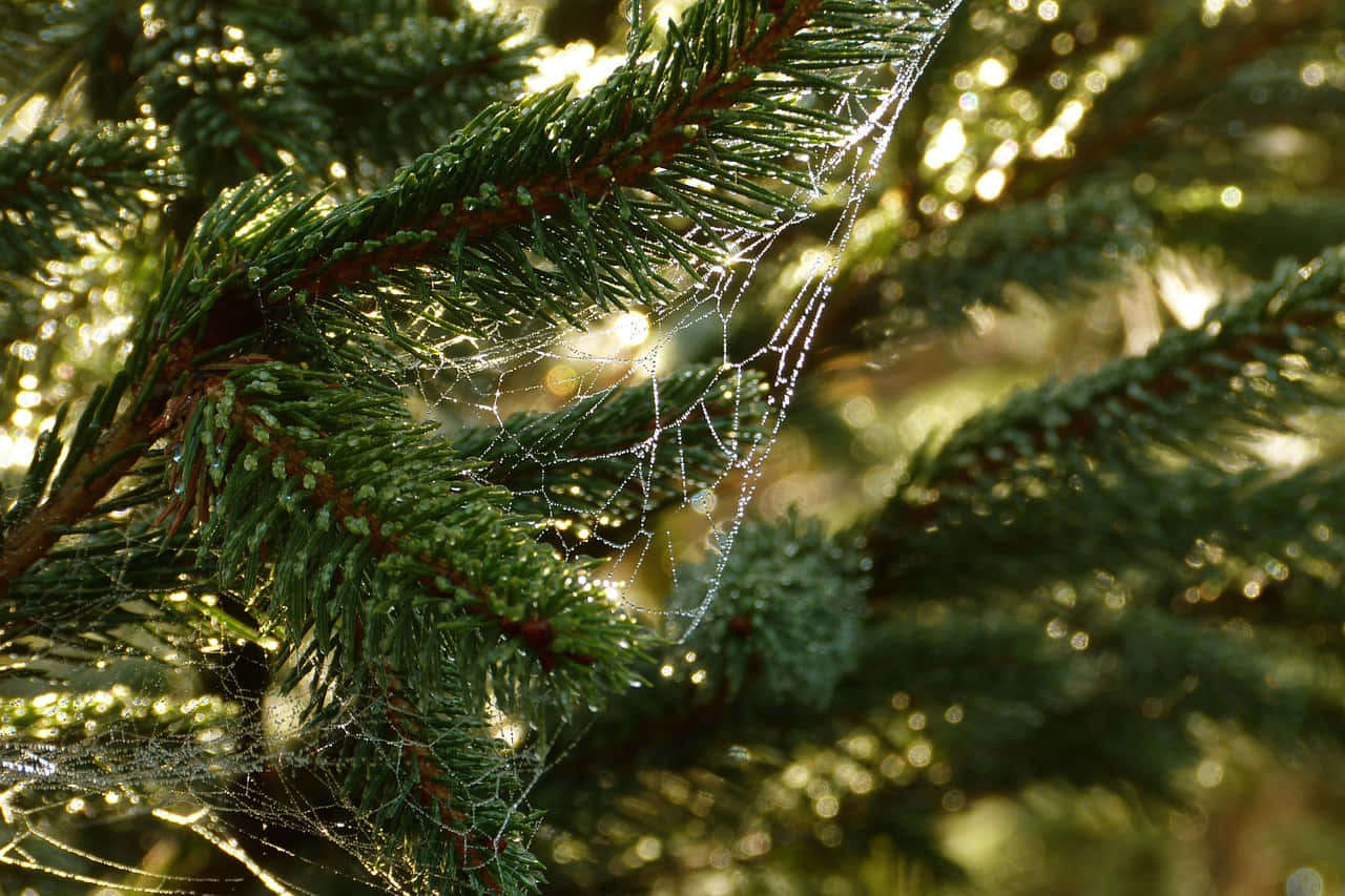 Dewy Spiderwebon Pine Branches Background