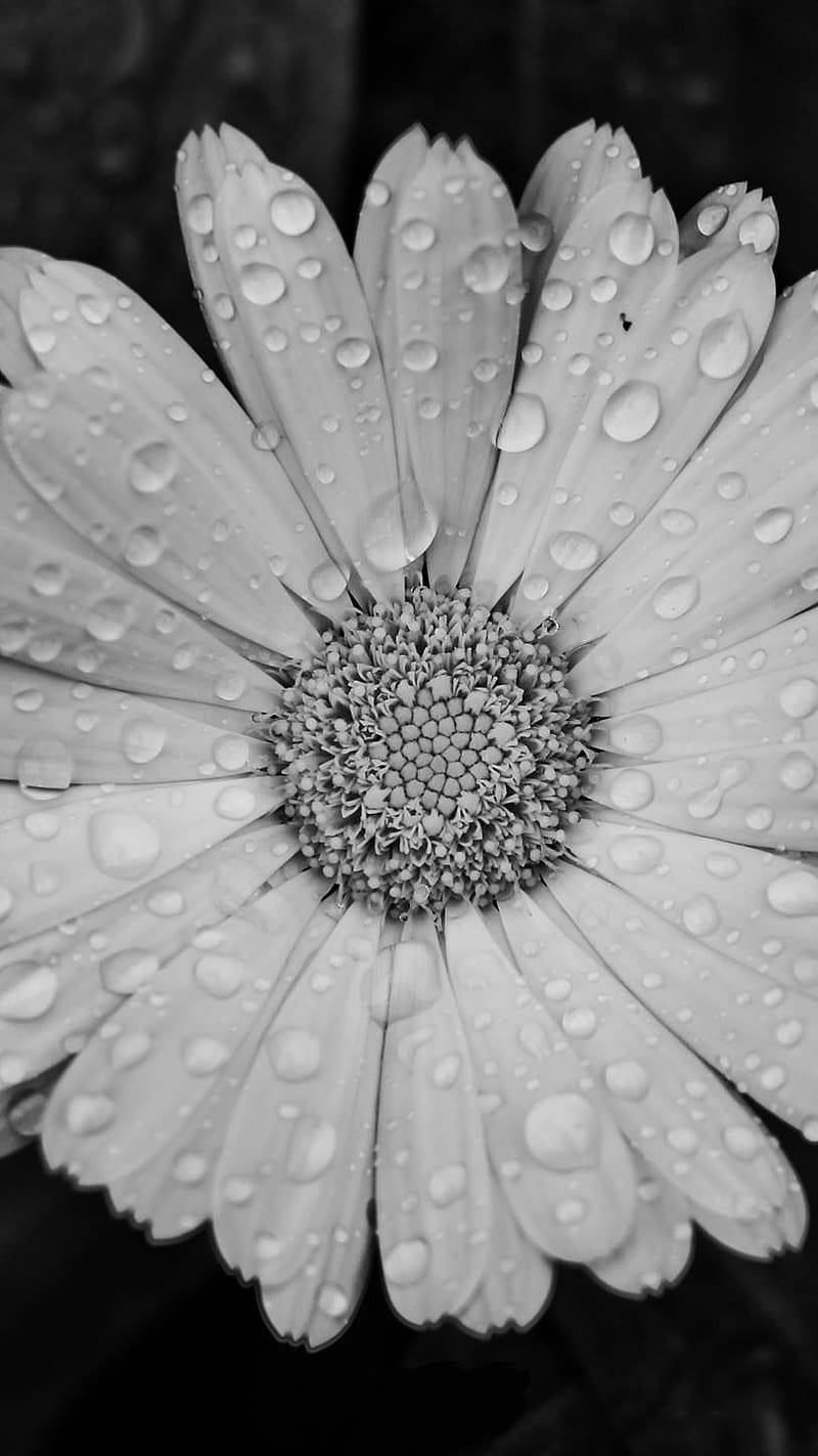 Dewy White Flower Portrait For Iphone Background