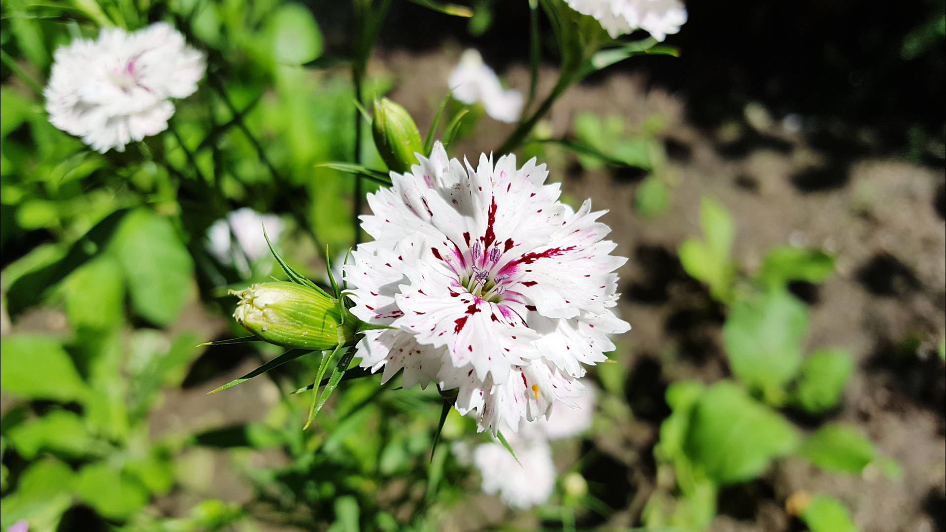 Dianthus Carnation Flower
