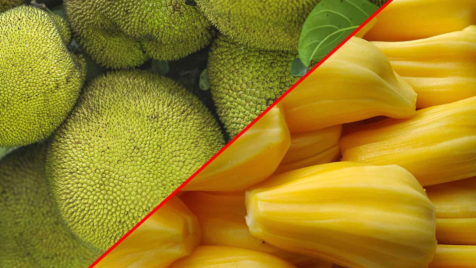 Dichotomy Of Jackfruit: From Unripe To Ripe