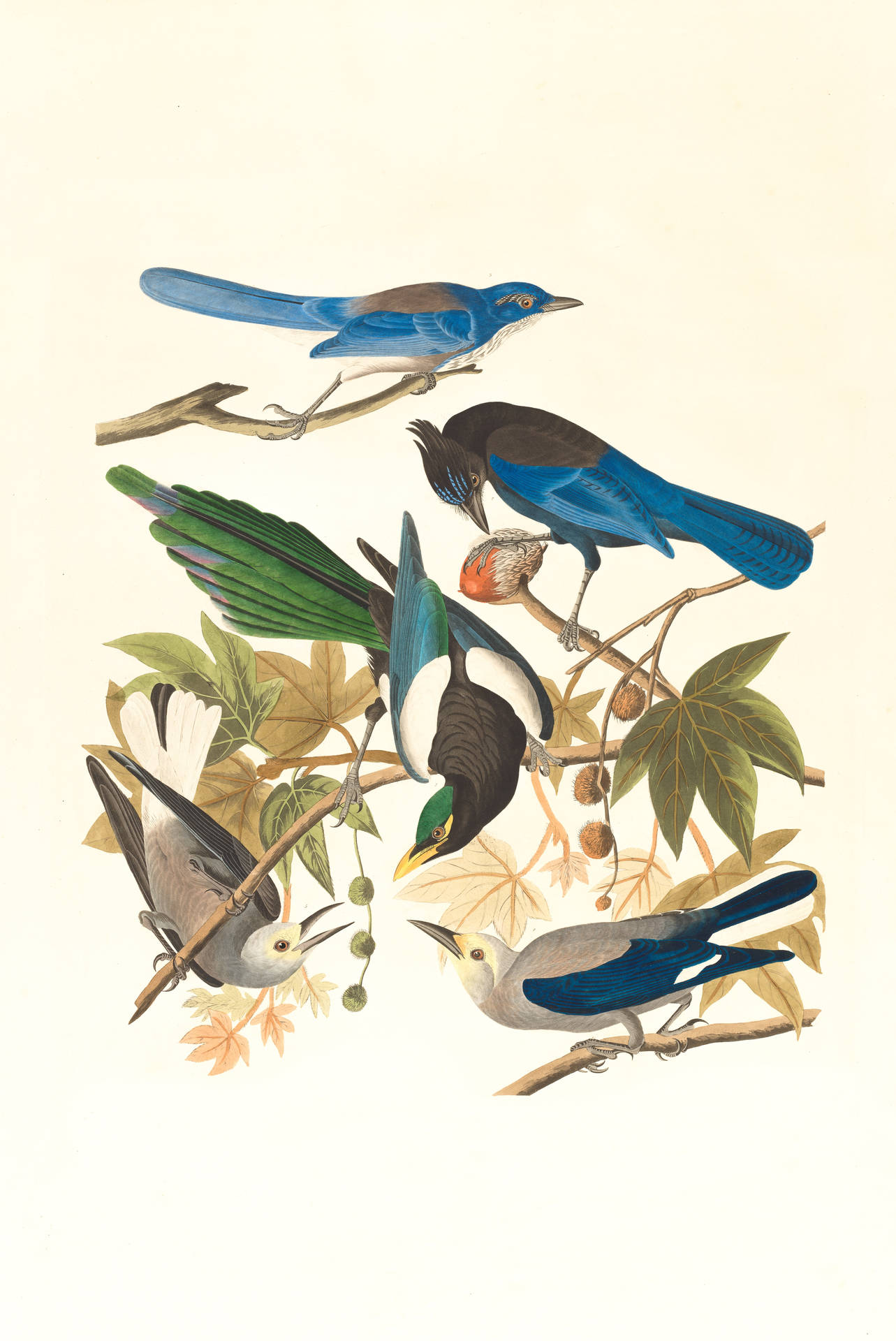 Different Birds Painting By John James Audubon Background