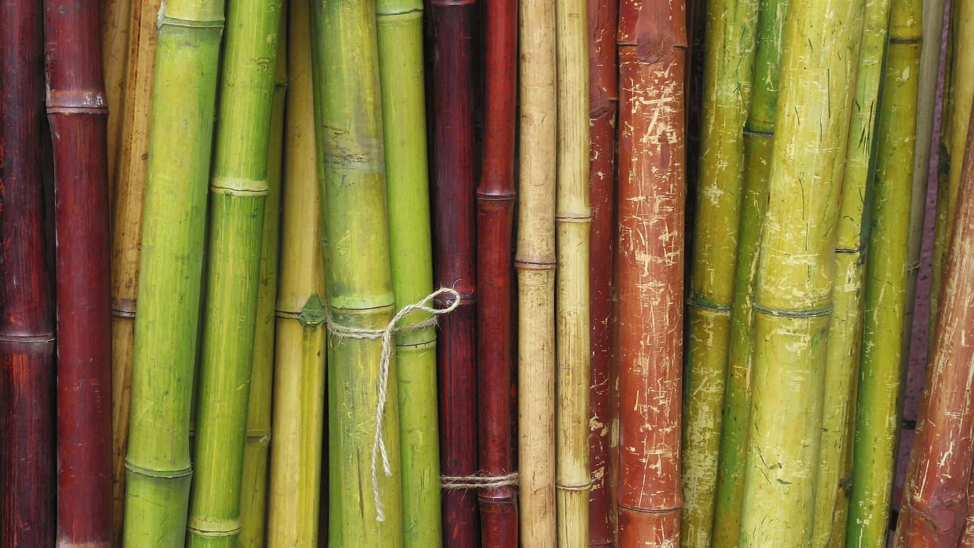 Different Colored Poles Of Bamboo Desktop