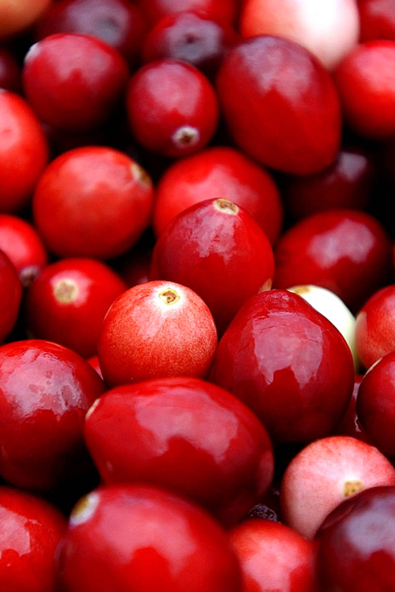 Different Colors Of Cranberry Background