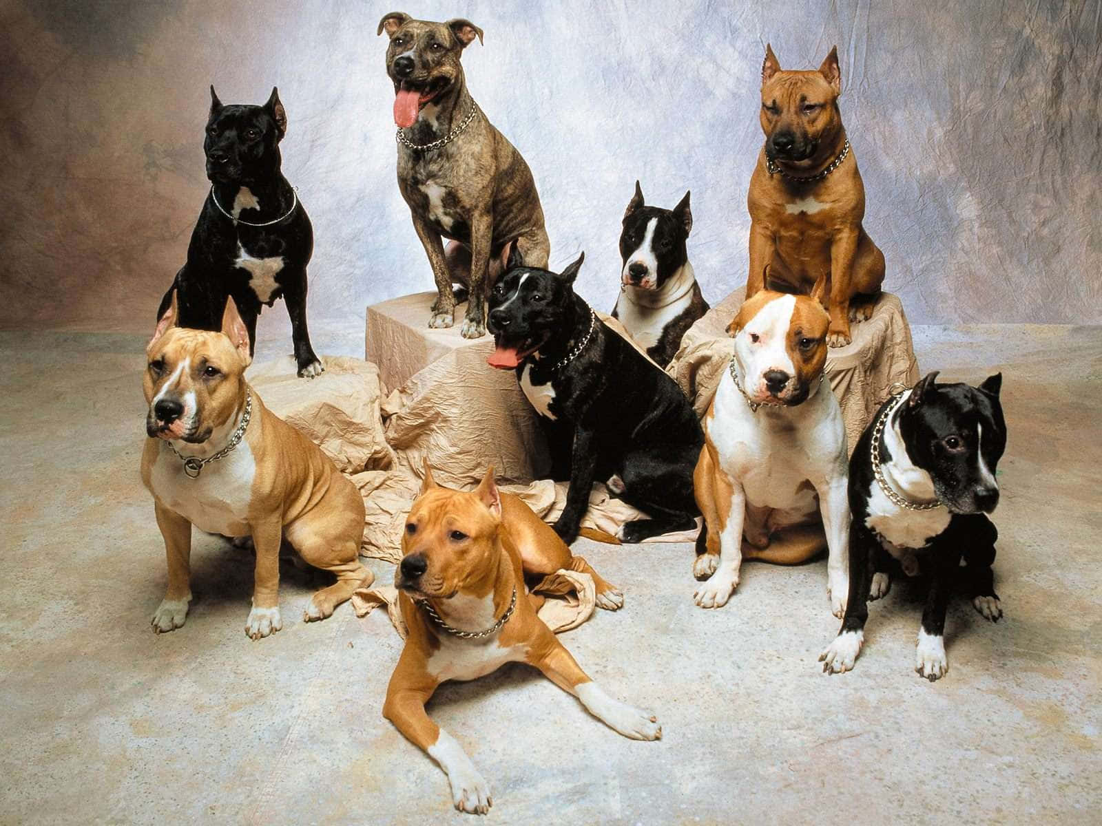 Different Dog Breeds Photoshoot