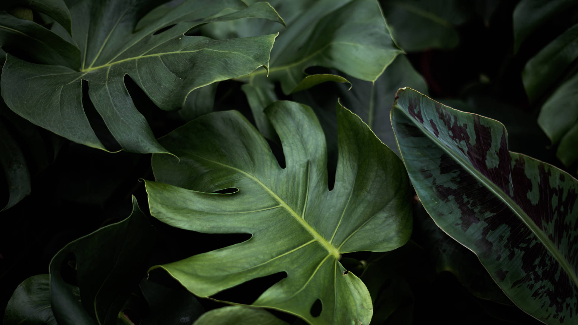 Different Green Leaves Plant 4k Desktop Background