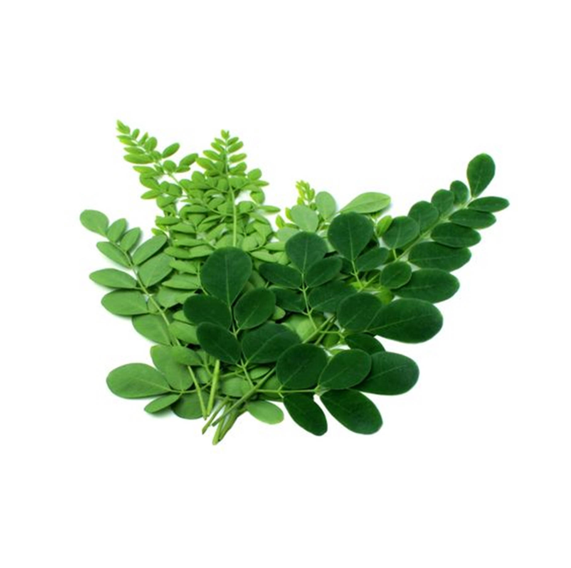 Different Greens Of Moringa Plant Background