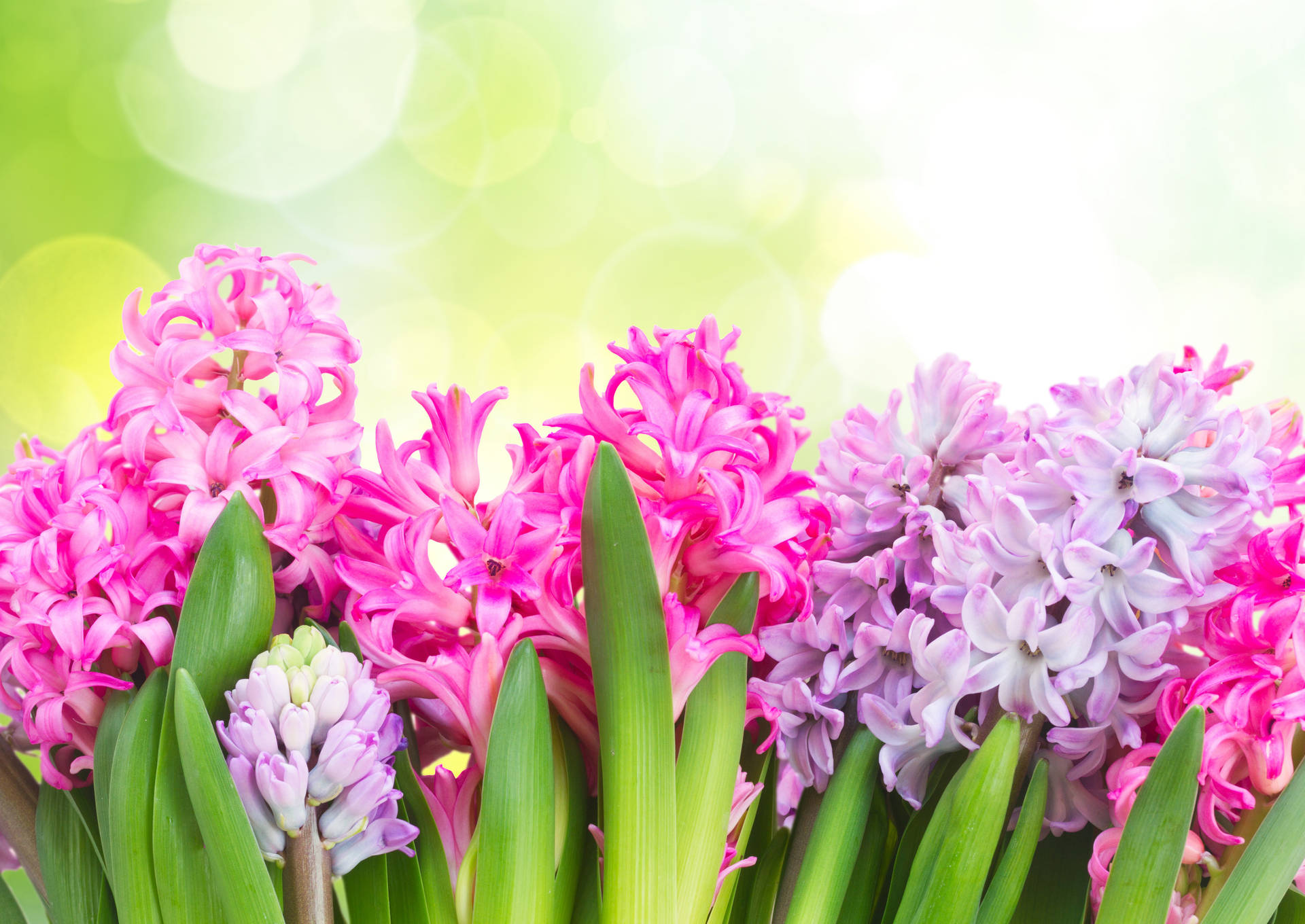 Different Hyacinth Flower Types Background