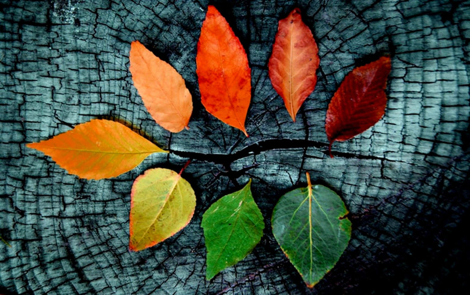 Different Leaf Color Tumblr Autumn Desktop