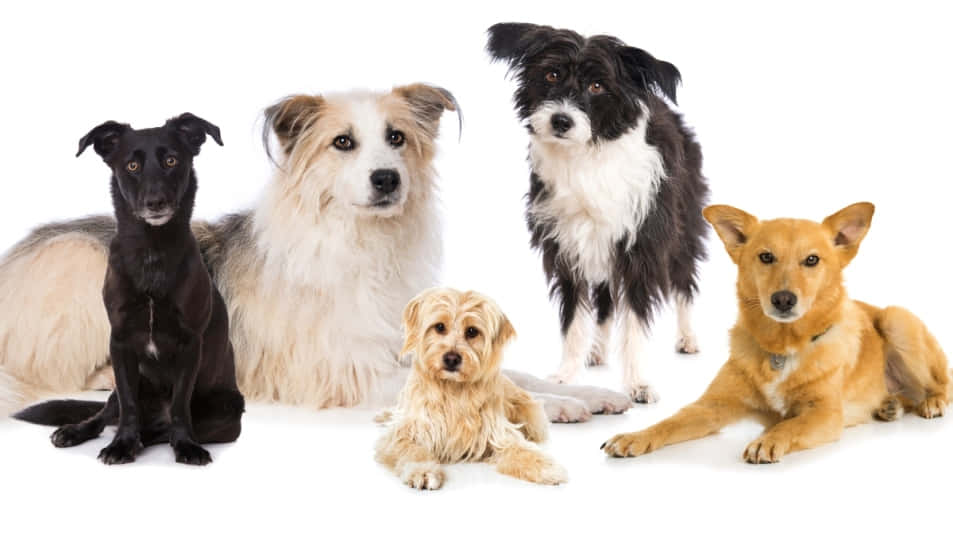 Different Puppy Dog Breeds