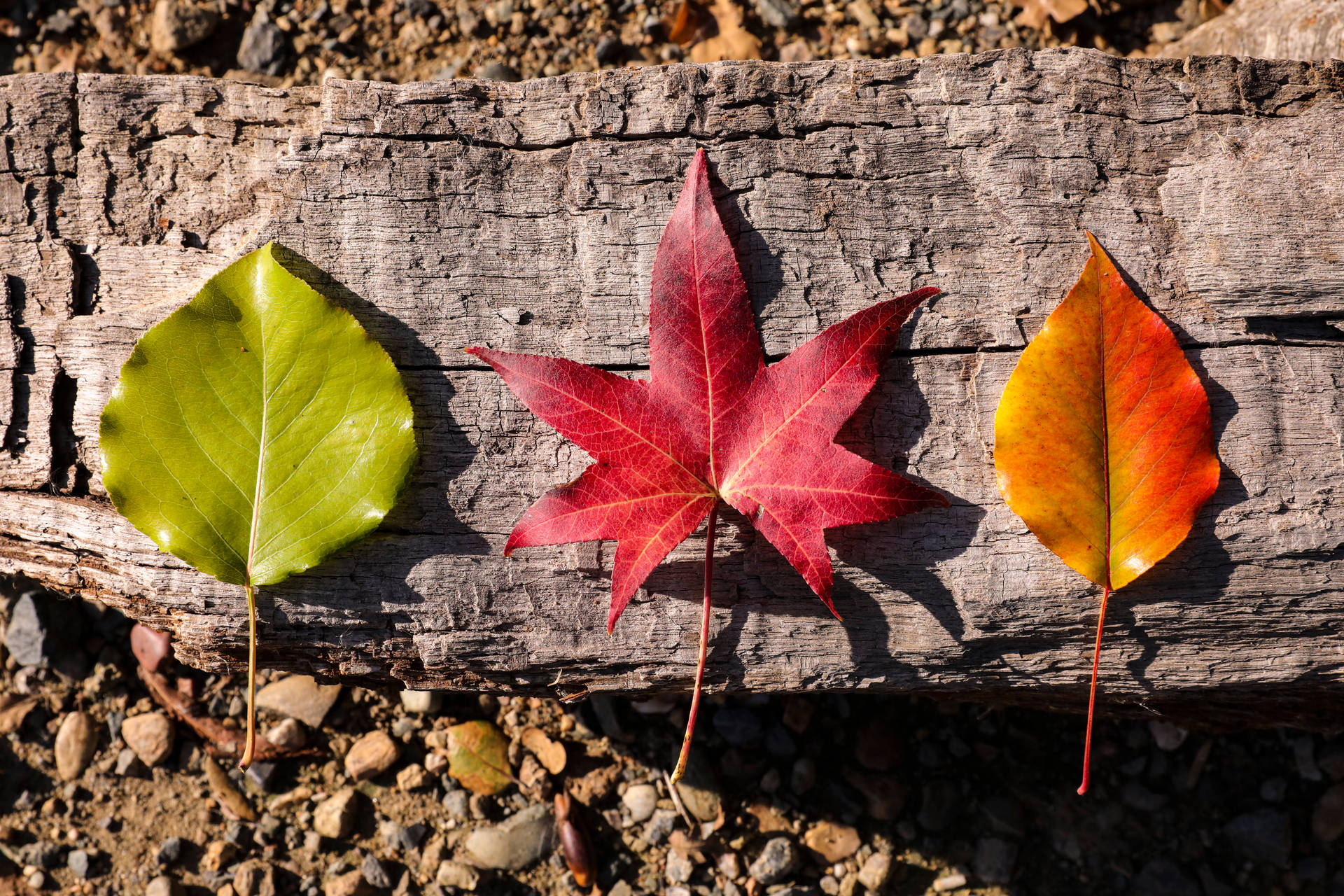 Different Rustic Fall Leaves Background