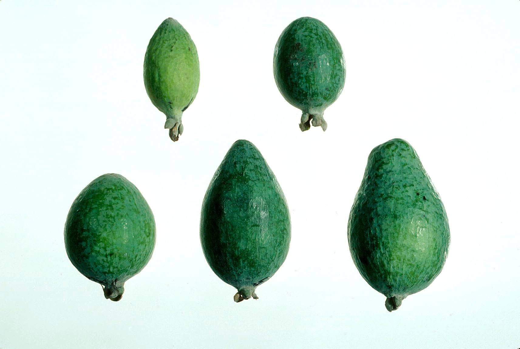 Different Shades Of Feijoa