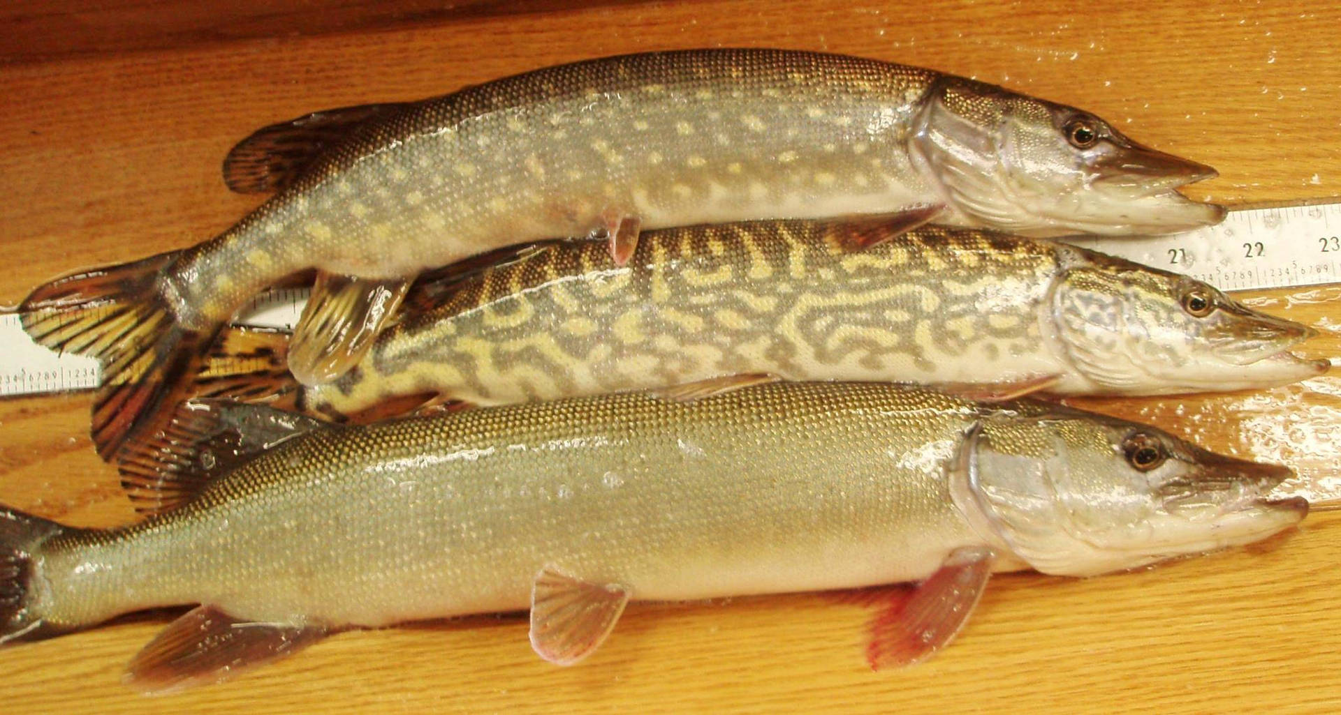 Different Size Pike