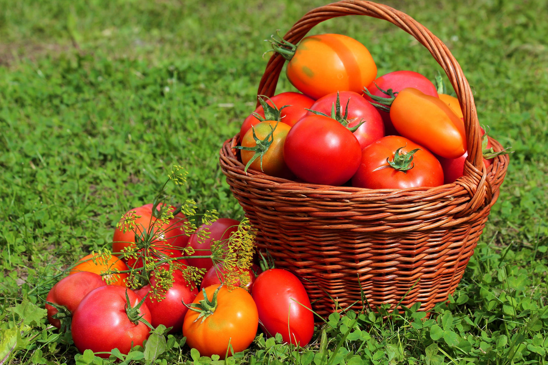 Different Tomato Fruits Outdoor Photoshoot Background