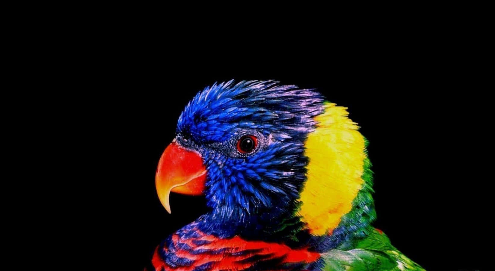 Digital Art Cool Colored Rainbow Lorikeet Bird