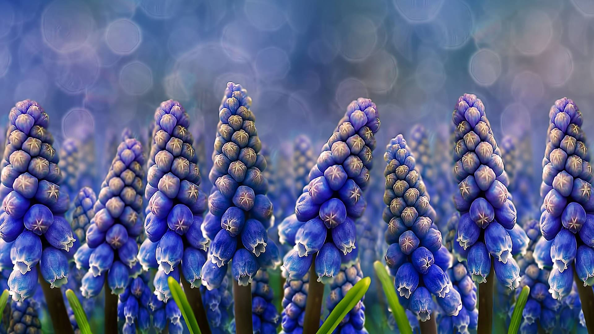 Digital Hyacinth Flowers Background
