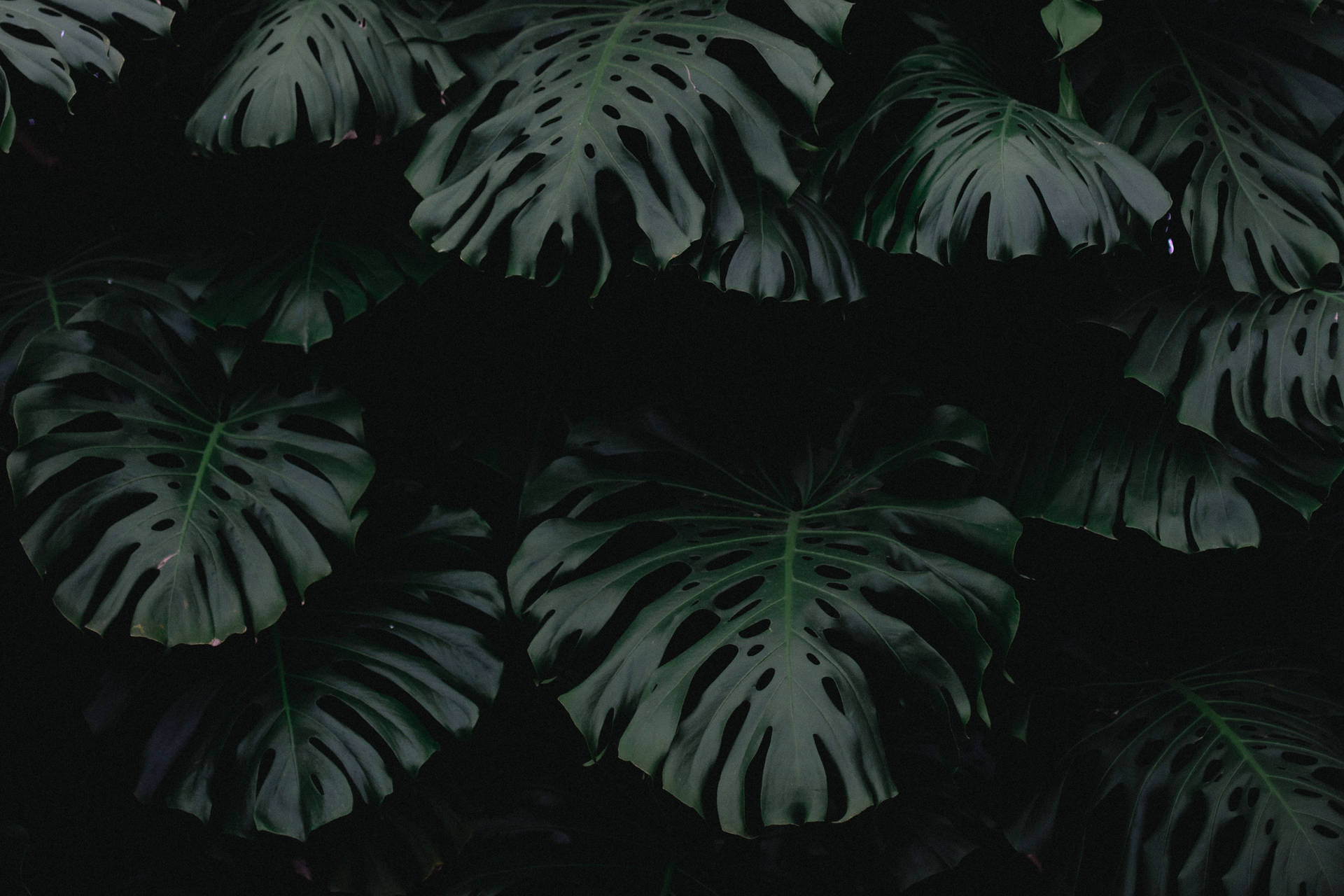 Dim Monstera Leaves Plant 4k Background Background