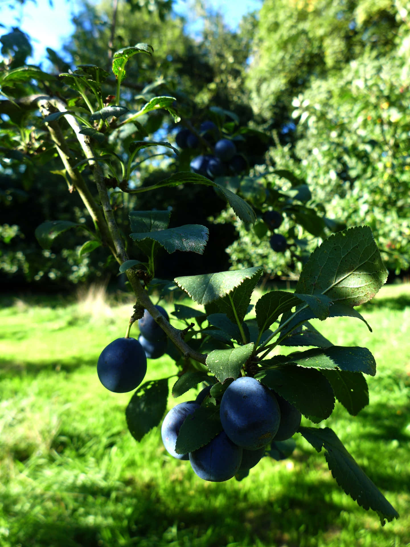 Dimly Lit Damson Plums Cluster On Branch Background