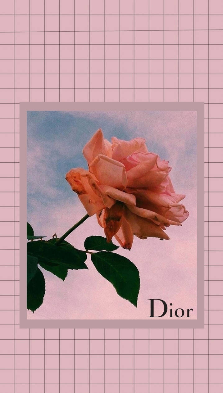 Dior Aesthetic Pink Rose