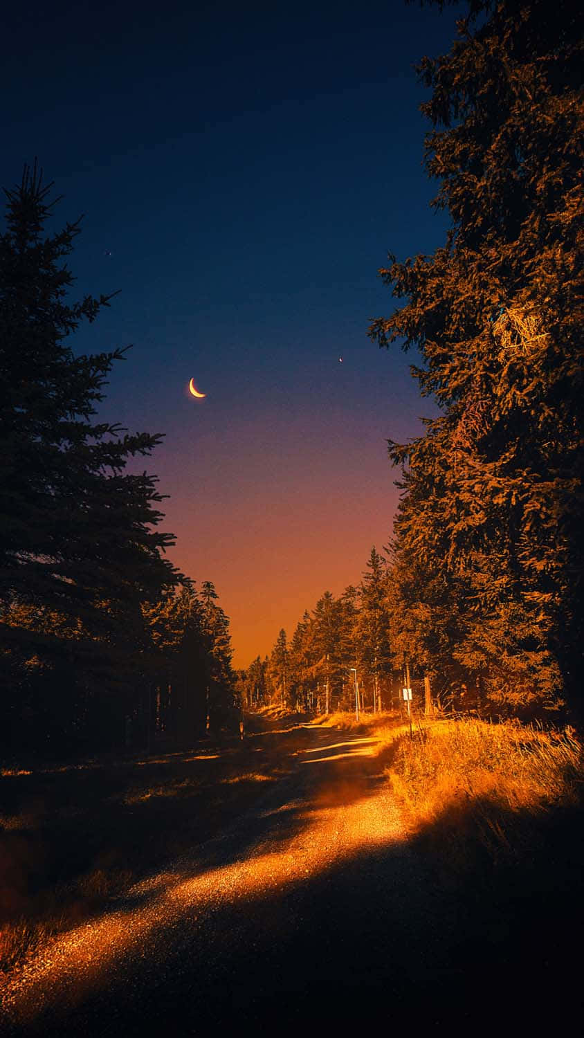 Dirt Path With Trees Under Evening Sky