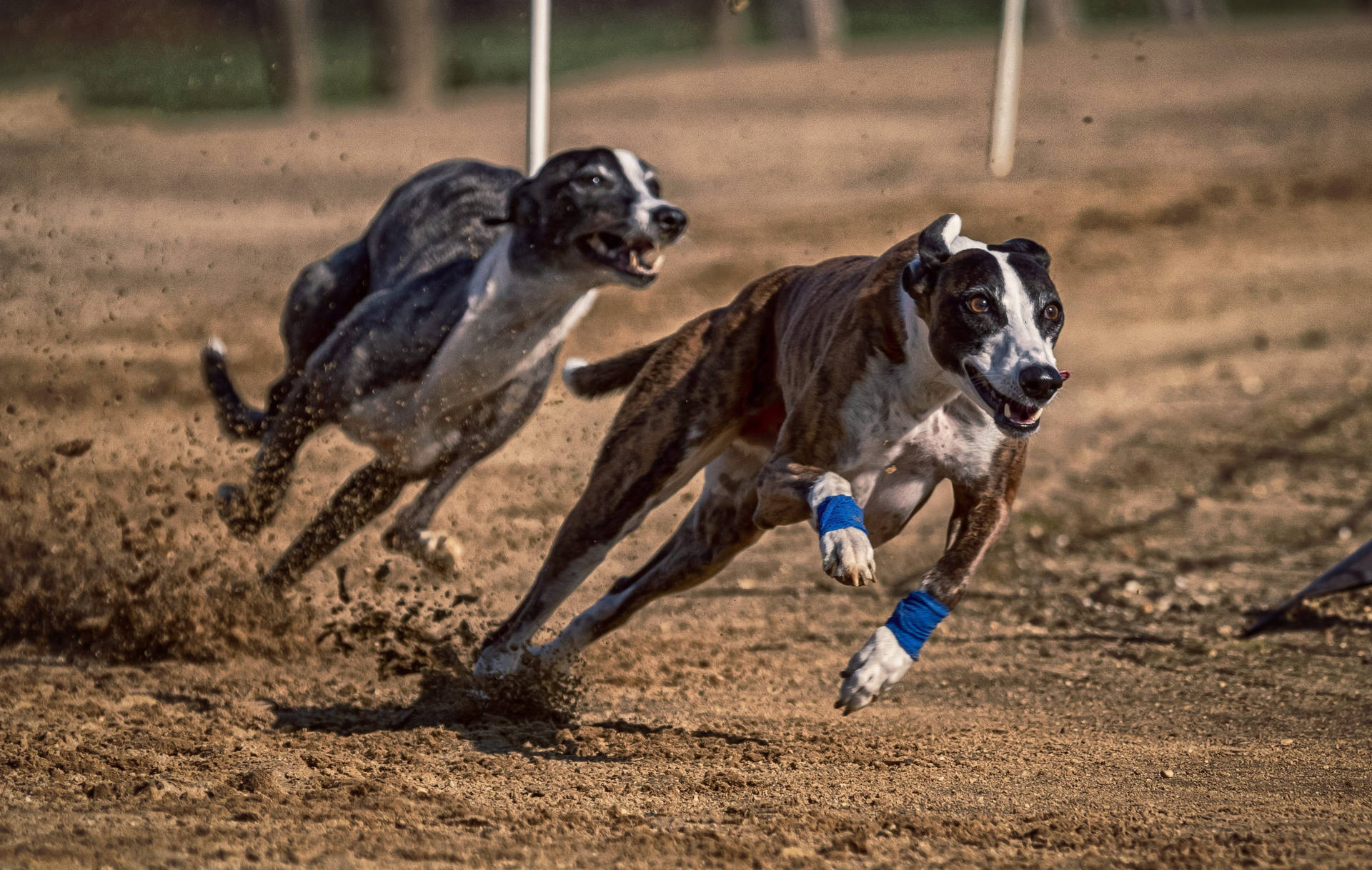 Dirt Racing Greyhounds