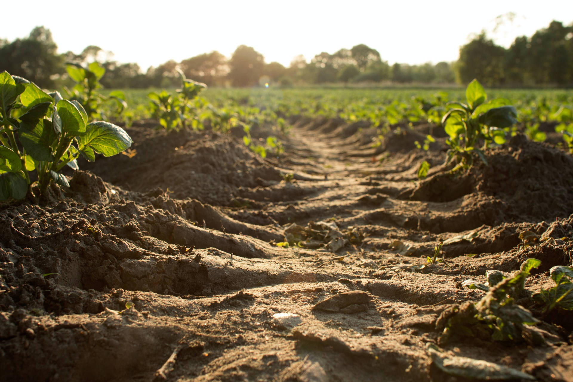 Dirt Tracks Truck Wheels Through A Vegetable Farm Background