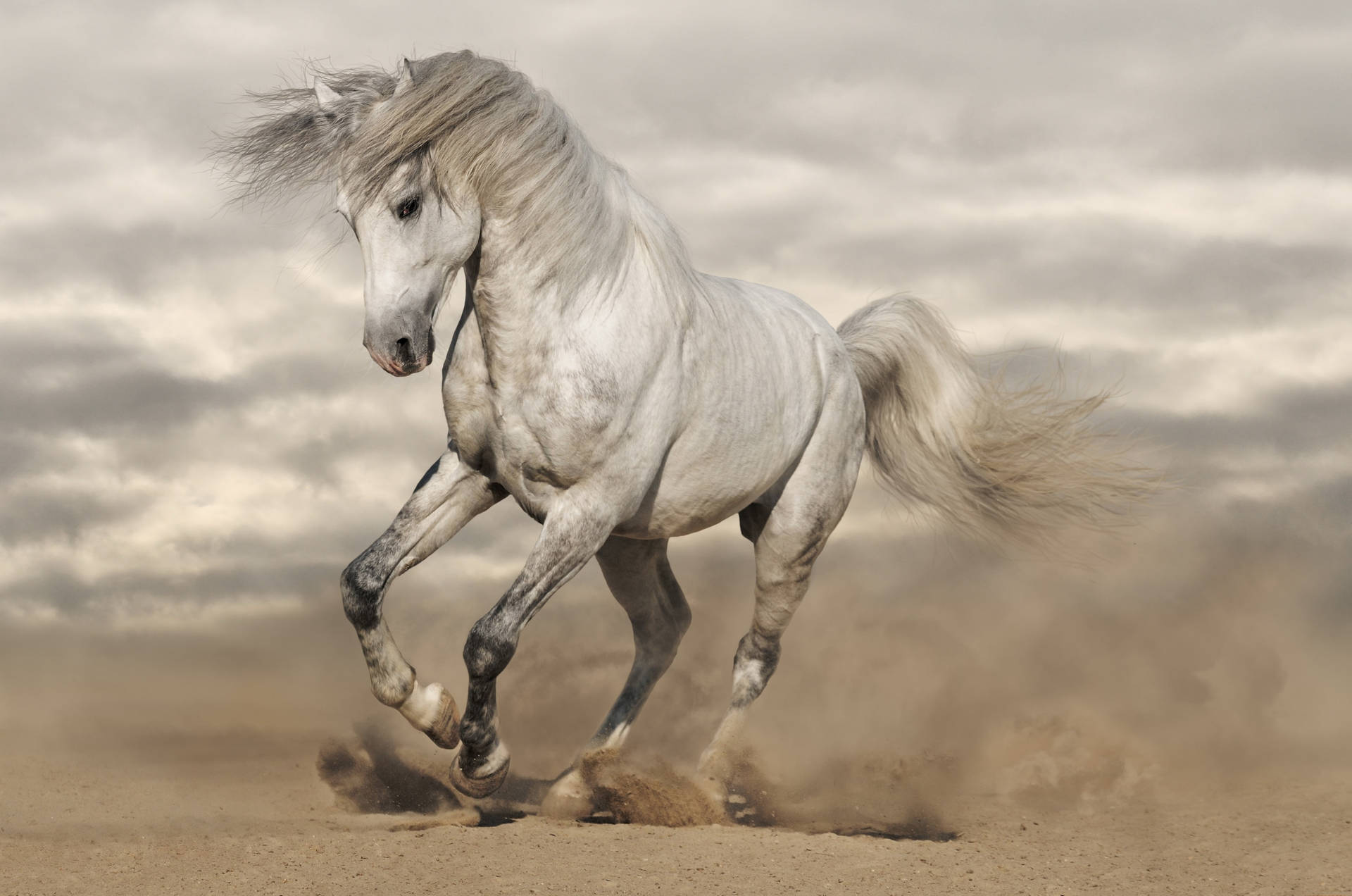 Dirty White Running Horse Background